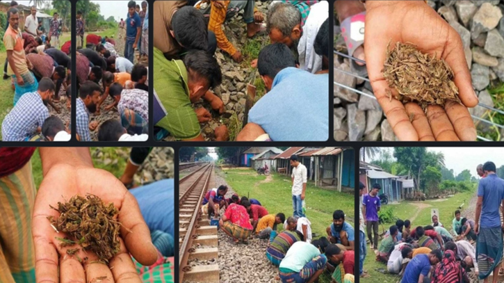 নাটোরে রেললাইনে গাঁজা কুড়াতে উপচেপড়া ভিড়!