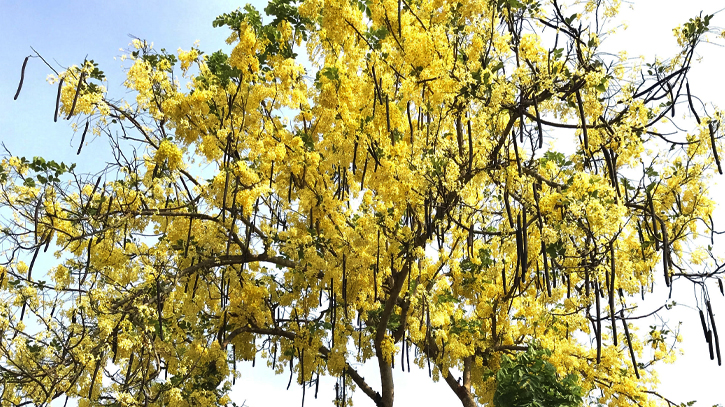 গ্রীষ্মের রুক্ষ প্রকৃতিতে শোভা ছড়াচ্ছে সোনালু ফুল