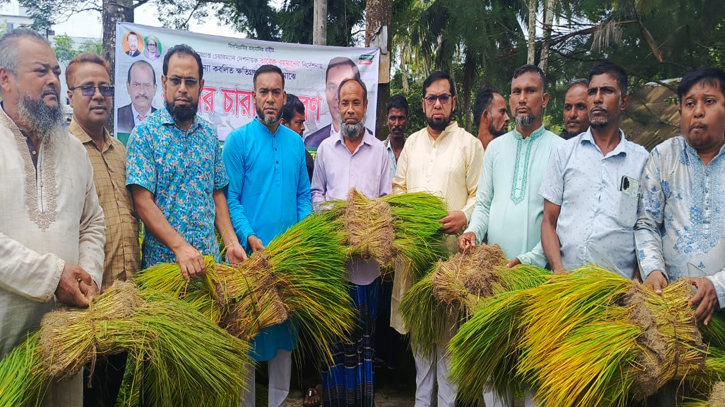 রায়পুরে বিএনপির উদ্যোগে বিনামূল্যে ধানের চারা বিতরণ