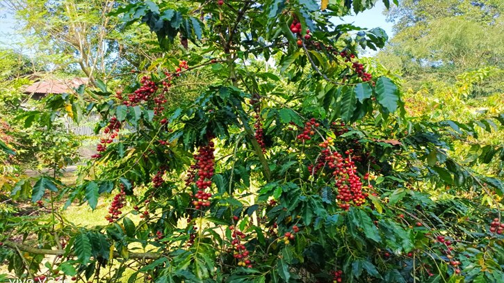 কফি চাষে বাজিমাত টাঙ্গাইলের কৃষক ছানোয়ারের