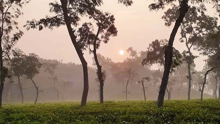 শ্রীমঙ্গলে দেশের সর্বনিম্ন তাপমাত্রা ৮.৫ ডিগ্রি সেলসিয়াস