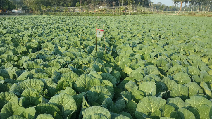 যশোরে আগাম শীতকালীন সবজির বাম্পার ফলন