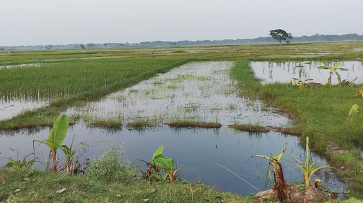 শার্শার দক্ষিনাঞ্চলের কয়েকটি বিল ১০ ফুট পানির নীচে