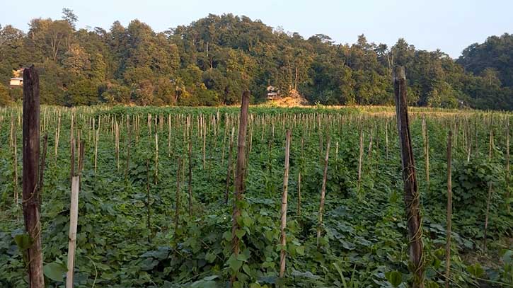 বিলাইছড়িতে ৬০ কিলোমিটার এলাকা জুড়ে শিম চাষ