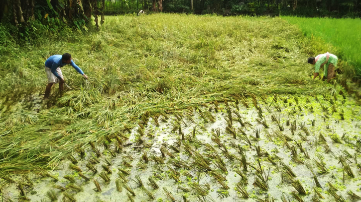 ফুলবাড়ীতে ঘুর্নিঝড়ের প্রভাবে নুয়ে পড়েছে আমন ধান