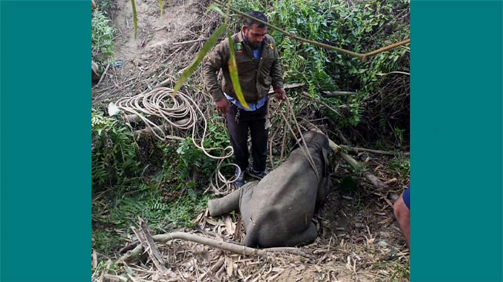 সড়কের পাশে একলা পড়ে থাকা হাতি শাবকটির ঠাঁই হলো ডুলাহাজারা সাফারি পার্কে