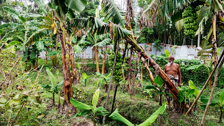 ভোলায় কলা চাষে আগ্রহ বেড়েছে কৃষকদের