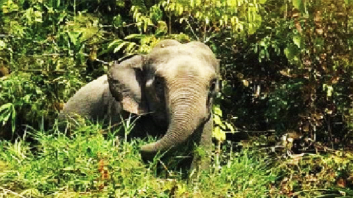 চকরিয়ায় বন্যহাতির আক্রমণে বৃদ্ধার মৃত্যু  