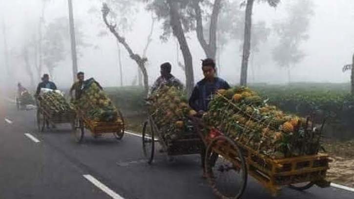 শ্রীমঙ্গলে তাপমাত্রা নেমেছে ৯ ডিগ্রিতে