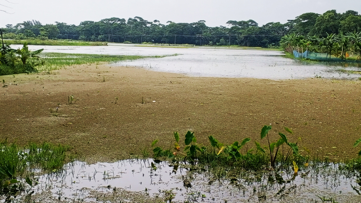 ভোলায় বন্যা নিয়ন্ত্রণ বাধের অভাবে পানির নিচে ধানের জমি 