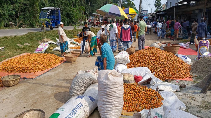 রায়পুরে বাড়ছে সুপারি উৎপাদন