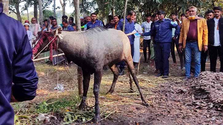 বাগাতিপাড়ায় গয়াল প্রজাতির নীলষাঁড় উদ্ধার