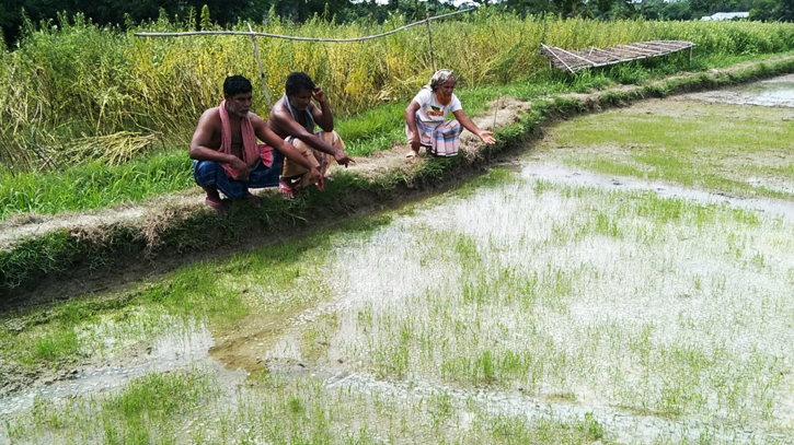 ধানী গোল্ড বীজ কিনে কৃষকদের মাথায় হাত