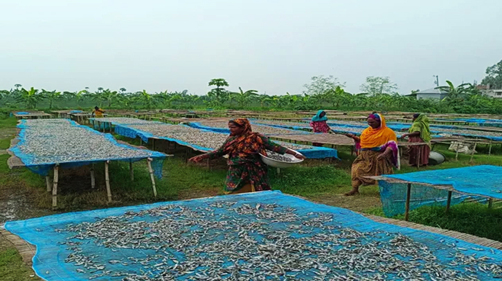 দেশি মাছের আকালে চলনবিলে শুঁটকির চাতাল ফাঁকা