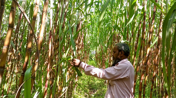 আলীকদমে আখ চাষে স্বাবলম্বী প্রান্তিক পর্যায়ে কৃষকরা