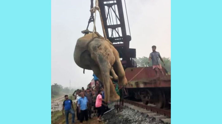 ট্রেনের ধাক্কায় আহত হাতির মৃত্যু