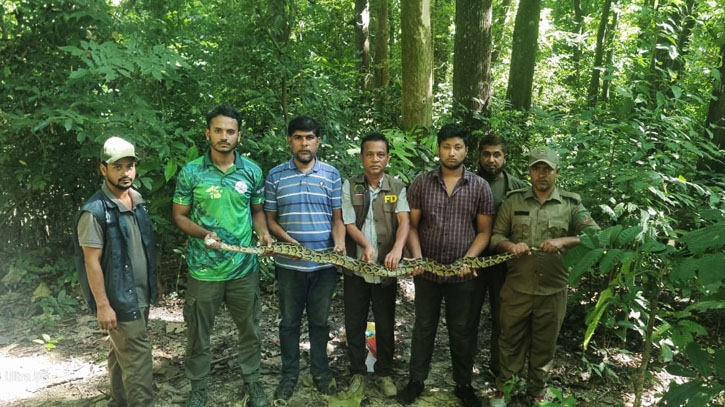 কাপ্তাই জাতীয় উদ্যানের গহীন অরণ্যে অজগর সাপ অবমুক্ত