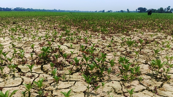 ফরিদপুরে তাপদাহে নুয়ে পড়ছে ক্ষেতের পাট