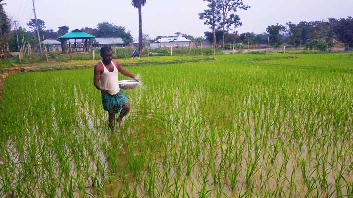 বোরো চাষে ব্যস্ত পাহাড়ের কৃষক