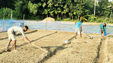 সিরাজগঞ্জে প্রথমবারের মতো জিরা চাষ