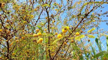 কাপ্তাই ব্যাংছড়িতে দেখা মিললো বাবলা ফুলের