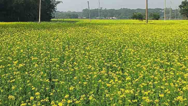 চাঁদপুরে সরিষার বাম্পার ফলন, কৃষকের মুখে হাসি