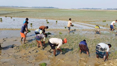 কিশোরগঞ্জের হাওরে বোরো লক্ষ্যমাত্রা প্রায় ৮ লক্ষ মেট্রিকটন