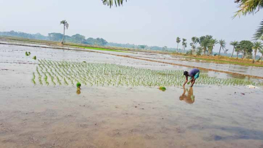 যশোরে বোরো ধান রোপণে ব্যস্ত কৃষক