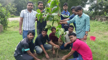 চব্বিশের আন্দোলনে শহিদদের স্মরণে ইবিতে বৃক্ষরোপণ