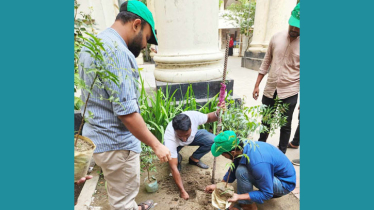 ক্যাম্পাসে ‘জিয়া ট্রি’ (নিম গাছ) রোপণ করলো জবি ছাত্রদল