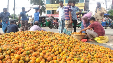 সুপারির রাজধানী লক্ষ্মীপুরে বেড়েছে সুপারির দাম, কমেছে ফলন 