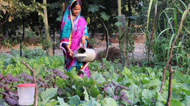 সবজি চাষ ও ছাগল পালনে সোনালী দিনের দ্বারে সাতক্ষীরা উপকূলের নারী