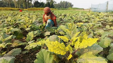 বগুড়ায় পাতা হলুদ রোগে মারা যাচ্ছে বেগুন গাছ, বিপাকে কৃষক