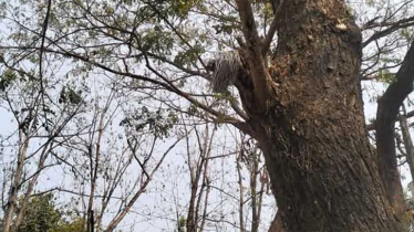 ঘুমধুমে মাইকের তারের সাথে বৈদ্যুতিক তারের শক লেগে রোহিঙ্গা যুবকের মৃত্য