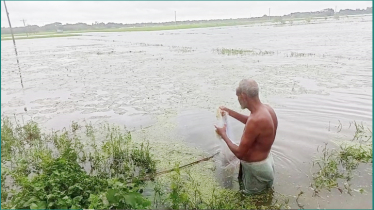 টানা বৃষ্টিতে শার্শায় তলিয়ে গেছে আমন ক্ষেত