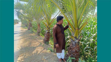 বজ্রপাত রোধে ঝিনাইদহের ‘গাছপাগল’ জহির রায়হানের ব্যতিক্রমী উদ্যোগ