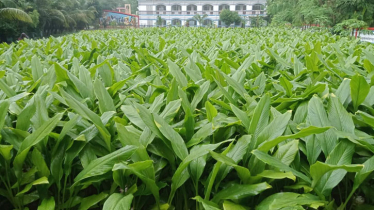 বগুড়ায় কলেজ মাঠে খেলাধুলা থেকে বঞ্চিত হচ্ছে শিক্ষার্থীরা