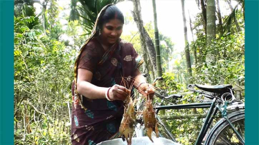 কুড়িগ্রামের প্রত্যন্ত গ্রামের পুকুরে বাংলা মাছের সাথে গলদা চিংড়ি চাষ