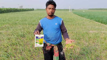 ‘য়োকরাল’ কীটনাশকে পুড়েছে অর্ধশত বিঘা জমির পেঁয়াজ