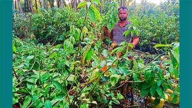 যশোরে বাণিজ্যিকভাবে ঔষধি গাছ চাষে সফল কবির