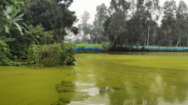 গোপালপুরে পুকুরে মাছ ধরাকে কেন্দ্র করে বসত বাড়িতে হামলা