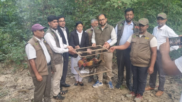 কাপ্তাই জাতীয় উদ্যান গভীর অরণ্যে ৬ টি বনমোরগ অবমুক্ত