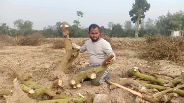 কৃষিতে জাতীয় পুরস্কার প্রাপ্ত পারভেজের বাগানে হামলা, অর্ধকোটি টাকার ক্ষয়ক্ষতি