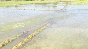 রাবার ড্যামে অতিরিক্ত পানি জমানোর কারণে পাড় ভেঙে কৃষকের ২০ একর জমির ক্ষেত নষ্ট