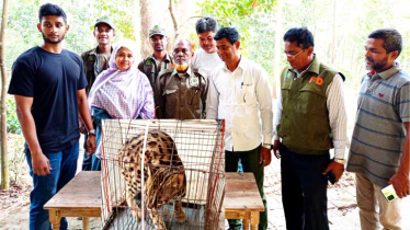 লোহাগাড়ায় বিপন্ন প্রজাতির চিতা বিড়াল উদ্ধার