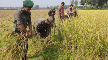 কৃষকের জমির ধান কেটে দিল আনসার সদস্যরা