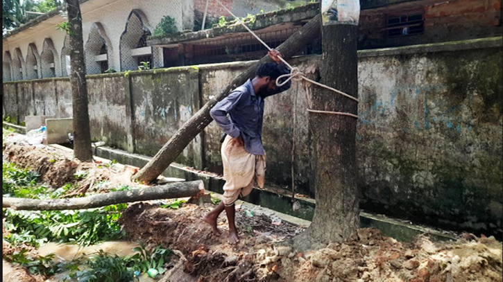 হাটহাজারীতে দিন দুপুরে কাটা হচ্ছে সরকারি গাছ