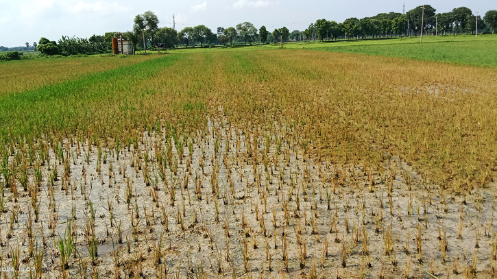 মেহেরপুরে আগাছা নাশক কীটনাশকে পুড়েছে শতবিঘা জমির ধান