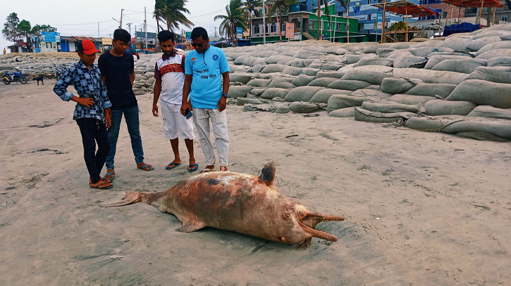 কুয়াকাটা সমুদ্র সৈকতে ভেসে এলো মৃত ডলফিন