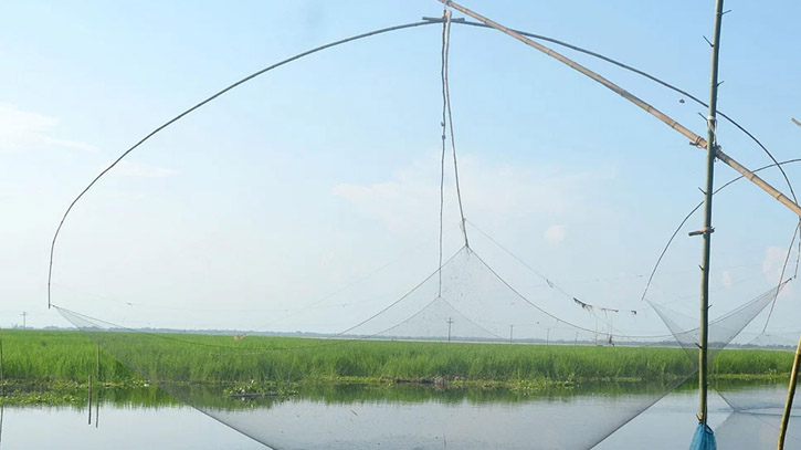 চলনবিলে রবি শষ্য চাষ নিয়ে শঙ্কায় কৃষকেরা